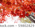 Bright red maple leaves 59802829