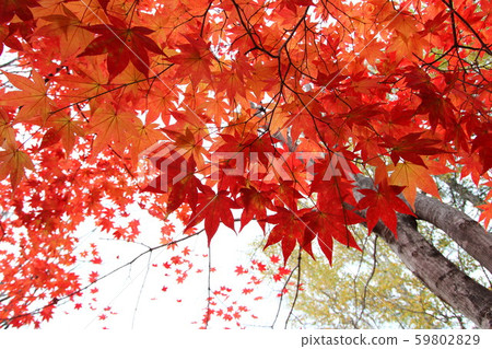 Bright red maple leaves 59802829