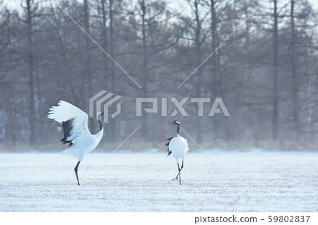 Cranes dancing with two (Hokkaido, Tsurui) 59802837
