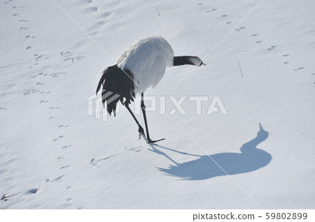 Japanese crane and shadow (Tsurui, Hokkaido) Japanese crane and shadow (Tsurui, Hokkaido) 59802899