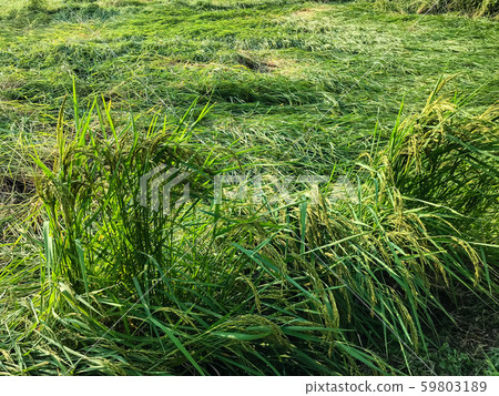 strong wind of storm caused damage rice field. strong wind of storm caused damage rice field. 59803189