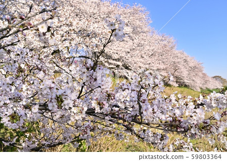 The cherry blossom trees in full bloom on Satte Gongen-do The cherry blossom trees in full bloom on Satte Gongen-do 59803364