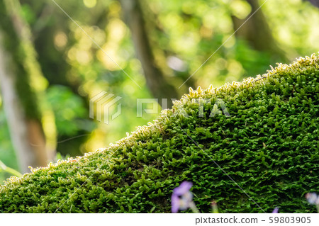 Soft thick moss in the forest is lit by the sun. Soft thick moss in the forest is lit by the sun. 59803905