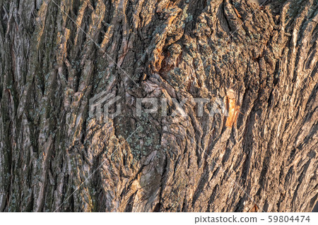 The texture of the bark of an old willow The texture of the bark of an old willow 59804474