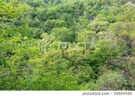Thick green forest on the hillside. Spring colors Thick green forest on the hillside. Spring colors 59804486