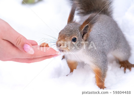 Girl feeds a squirrel with nuts at winter Girl feeds a squirrel with nuts at winter 59804488
