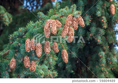 Fir branches with lots of cones. 59804489