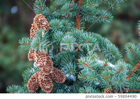 Fir branches with lots of cones. Fir branches with lots of cones. 59804490