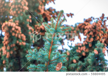 Fir branches with lots of cones. Fir branches with lots of cones. 59804495