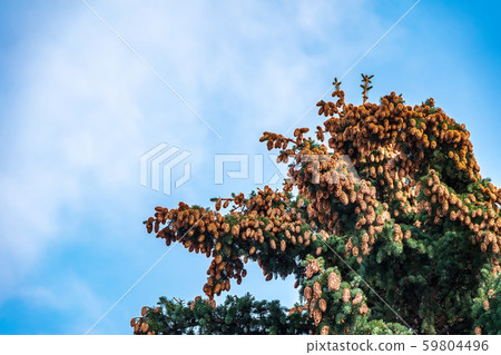 Green spruce branches with needles and cones 59804496