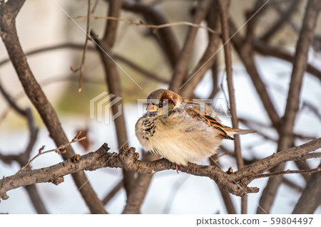 Sparrow on a branch in the autumn Sparrow on a branch in the autumn 59804497