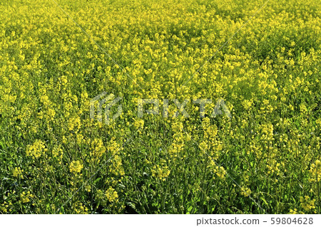 A field of rape blossoms on Kote Gongenjitsu A field of rape blossoms on Kote Gongenjitsu 59804628