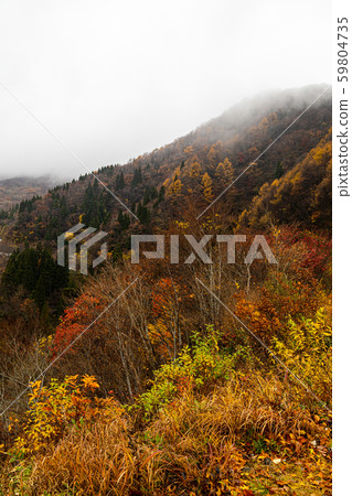 Tottori Oyama Colored leaves of Kakekake Tottori Oyama Colored leaves of Kakekake 59804735