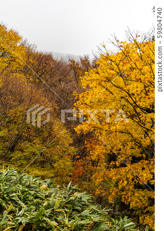 Tottori Oyama Colored leaves of Kakekake Tottori Oyama Colored leaves of Kakekake 59804740