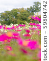 Cosmos pink background blur 59804742