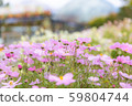 Cosmos pink background blur 59804744