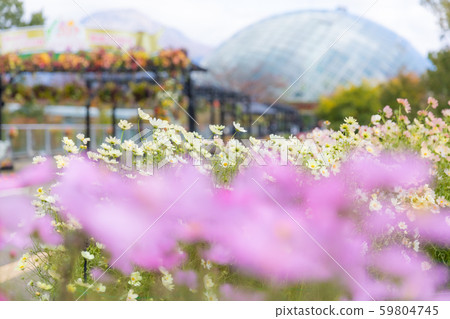 Cosmos pink background blur Cosmos pink background blur 59804745