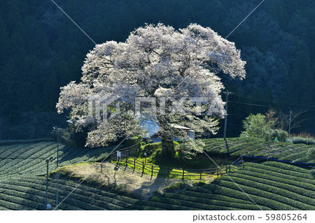 靜岡縣 靜岡縣 59805264