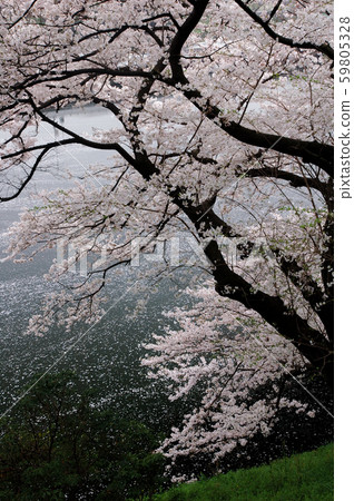 Cherry blossom image 59805328