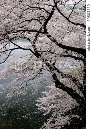 Cherry blossom image Cherry blossom image 59805330