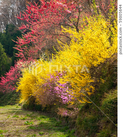 Spring in the mountain village is gorgeous. The flowers bloom brightly and lively. 59805644