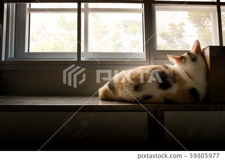 Lonely cat lying on the window with a sad pose. 59805977