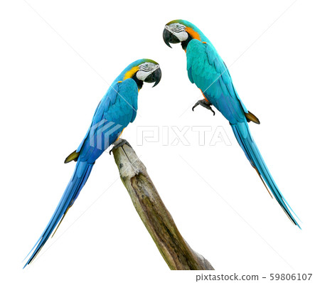 Macaws bird isolated on white background with clipping path. 59806107