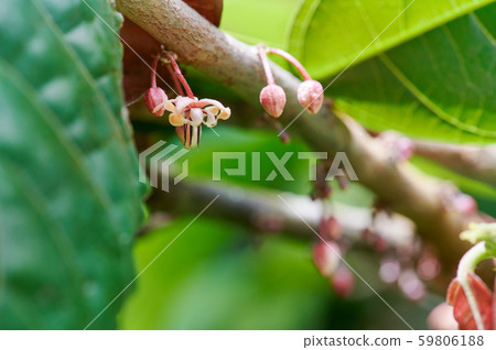 Blossom of cacao plant Blossom of cacao plant 59806188