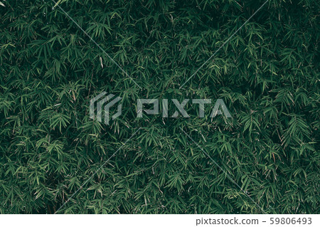 Tropical green leaf background, Dark tone theme. 59806493