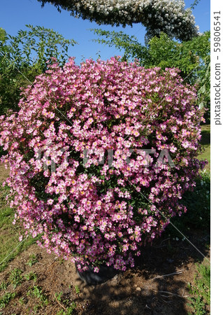 藤玫瑰粉紅色雞尾酒 59806541