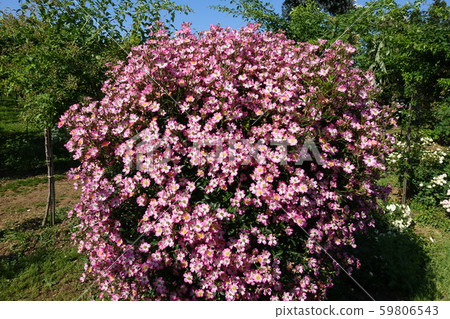 藤玫瑰粉紅色雞尾酒 藤玫瑰粉紅色雞尾酒 59806543