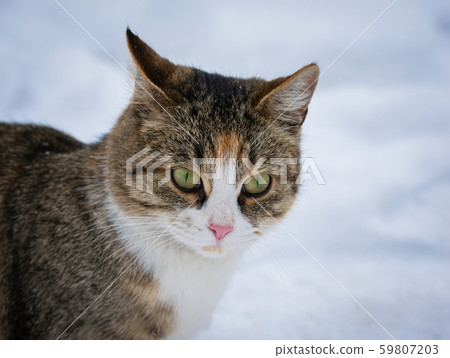 Homeless cat in the snow on a winter day 59807203
