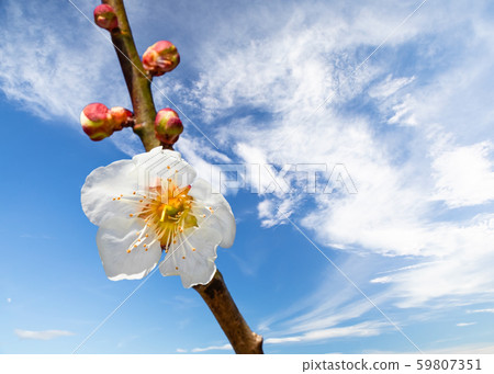 白色李子和芽唯一綻放的場面。它匹配藍天。 59807351