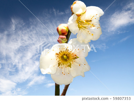 盛開的白梅花-4 59807353