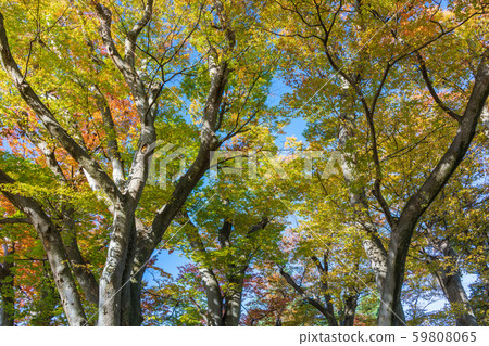 Agata Forest Park: Autumn: Keyaki Forest (Matsumoto City) 59808065