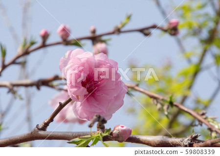 Pink plum 59808339