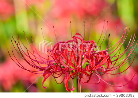 群集孤挺花 群集孤挺花 59808392