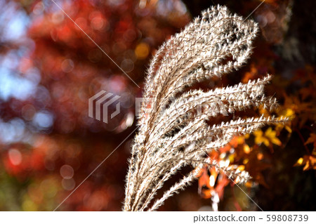 Susuki and autumn leaves 59808739