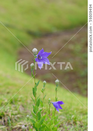 Bellflower Bellflower 59809494