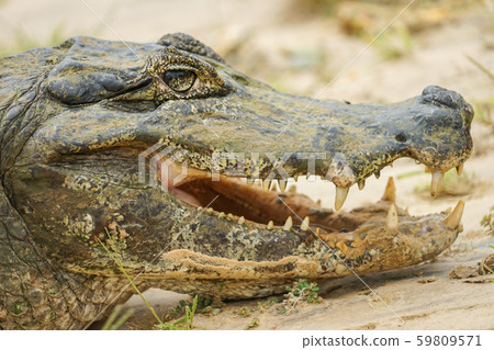 Glasses Caiman Glasses Caiman 59809571