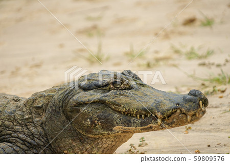 Glasses Caiman Glasses Caiman 59809576