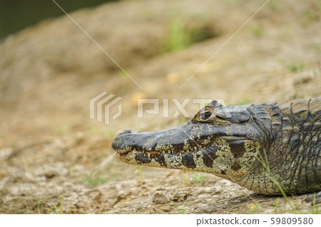 Glasses Caiman Glasses Caiman 59809580
