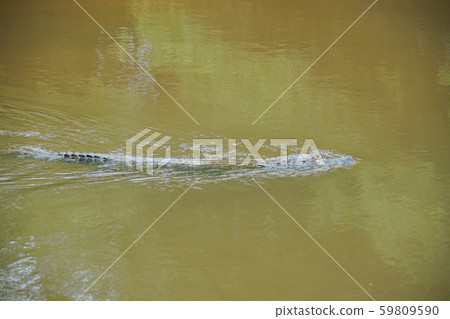 Glasses Caiman Glasses Caiman 59809590