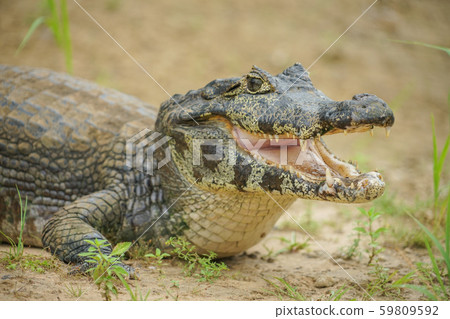 Glasses Caiman Glasses Caiman 59809592