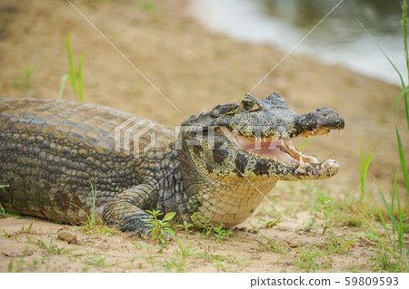 Glasses Caiman 59809593