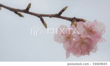 Kawazu cherry blossoms getting wet Kawazu cherry blossoms getting wet 59809693