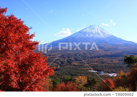 Autumn leaves Fuji Autumn leaves Fuji 59809802