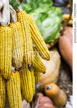 ears of ripe corn hanging on the background 59809986