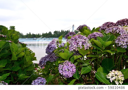 Jun Mizumoto Park Hydrangea Purple Flower 59810486