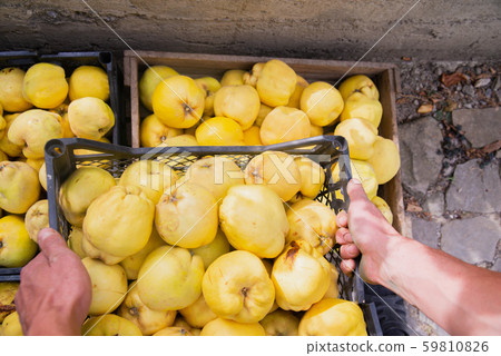 Ripe quinces in boxes 59810826